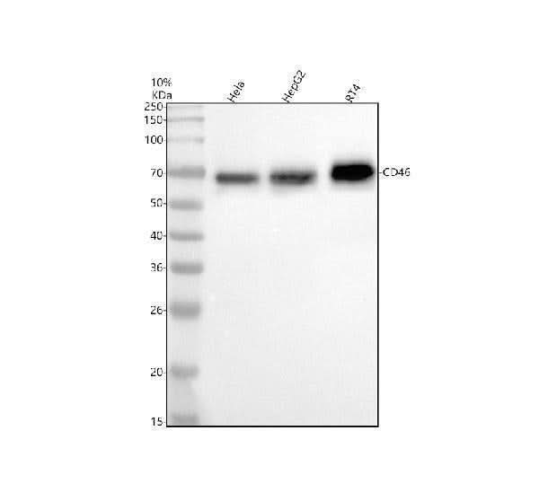 Anti-CD46 Rabbit Monoclonal Antibody Boster Bio