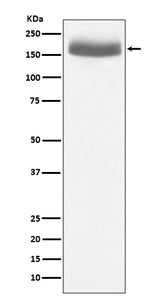 Anti-EGF Rabbit Monoclonal Antibody Boster Bio