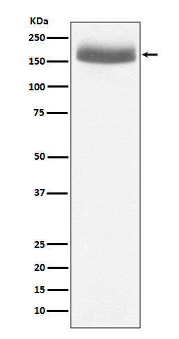Anti-EGF Rabbit Monoclonal Antibody Boster Bio