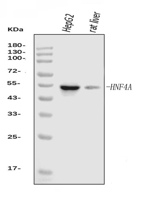 Anti-HNF-4-alpha Antibody Picoband® (monoclonal, 6C8E9 Boster Bio