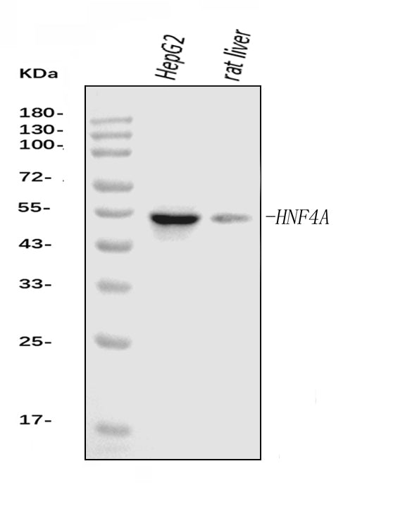 Anti-HNF-4-alpha Antibody Picoband® (monoclonal, 6C8E9 Boster Bio