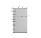 Anti-HNF-4-alpha Rabbit Monoclonal Antibody Boster Bio