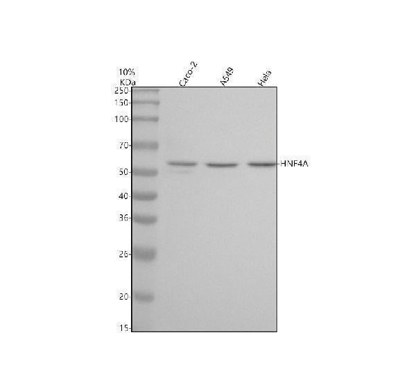 Anti-HNF-4-alpha Rabbit Monoclonal Antibody Boster Bio
