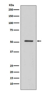 Anti-HNF-4-alpha Rabbit Monoclonal Antibody Boster Bio