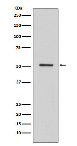 Anti-HNF-4-alpha Rabbit Monoclonal Antibody Boster Bio