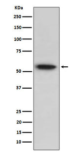 Anti-TRAF2 Rabbit Monoclonal Antibody Boster Bio