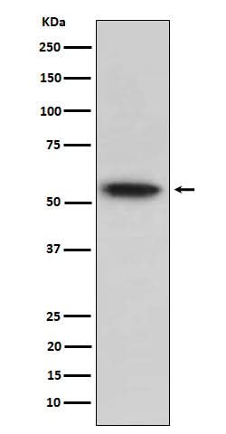 Anti-TRAF2 Rabbit Monoclonal Antibody Boster Bio