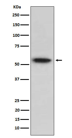 Anti-TRAF2 Rabbit Monoclonal Antibody Boster Bio