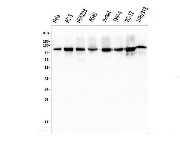 Anti-KAP1/TRIM28 Antibody Picoband® (monoclonal, 3H2 Boster Bio
