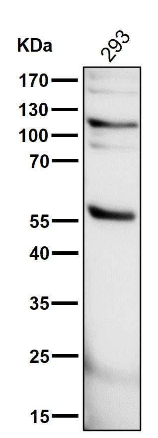 Anti-PHD2 / prolyl hydroxylase Monoclonal Antibody Boster Bio