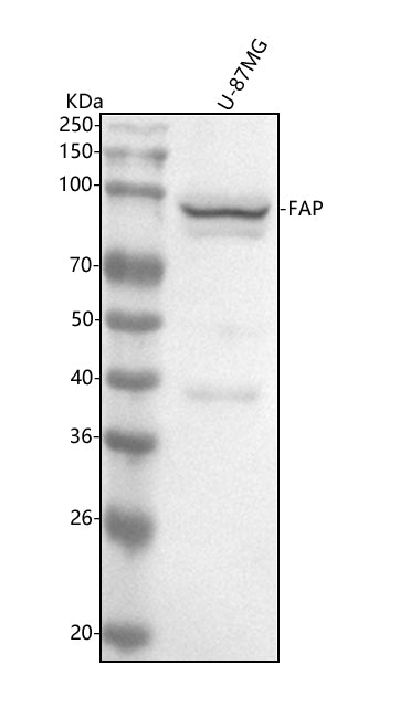 Anti-FAP1 Rabbit Monoclonal Antibody Boster Bio