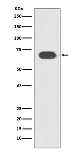 Anti-TCF7L2 Rabbit Monoclonal Antibody Boster Bio