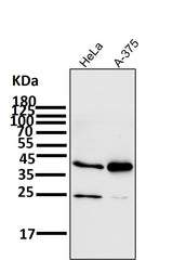 Anti-SIRT2/Sirtuin 2 Rabbit Monoclonal Antibody Boster Bio