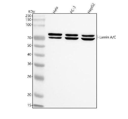 Anti-Lamin A/C Rabbit Monoclonal Antibody Boster Bio