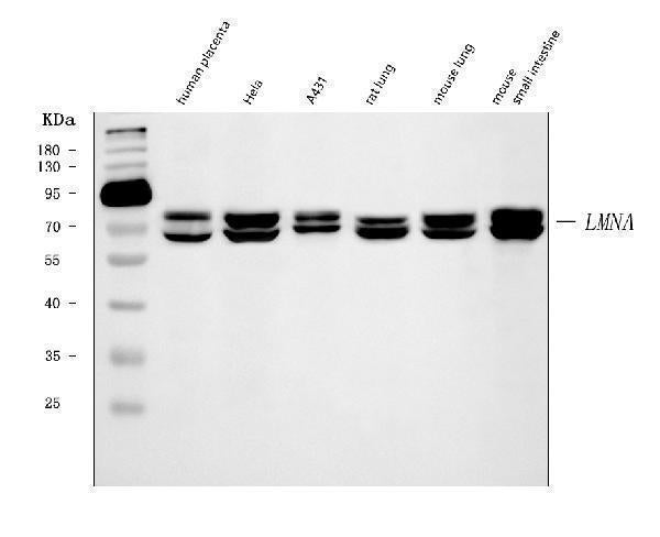 Anti-Lamin A+C/LMNA Antibody Picoband® (monoclonal, 5F3C12 Boster Bio