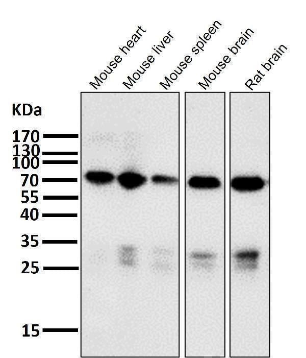 Anti-Raf1 Rabbit Monoclonal Antibody Boster Bio