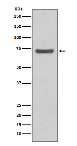 Anti-ABCG2/Bcrp Rabbit Monoclonal Antibody Boster Bio