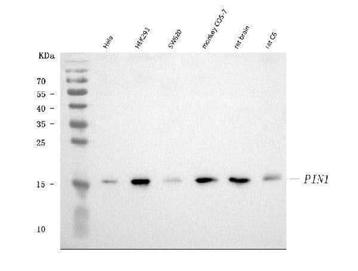 Anti-Pin1 Antibody Picoband® (monoclonal, 5E5 Boster Bio