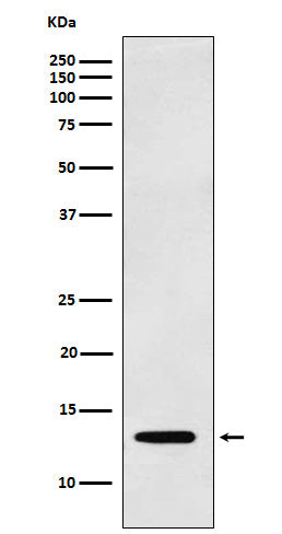 Anti-Galectin 1 LGALS1 Monoclonal Antibody Boster Bio