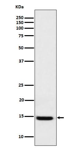 Anti-Galectin 1 Rabbit Monoclonal Antibody Boster Bio