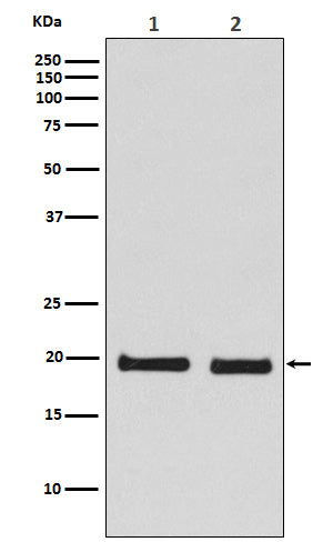 Anti-Skp1 Monoclonal Antibody Boster Bio
