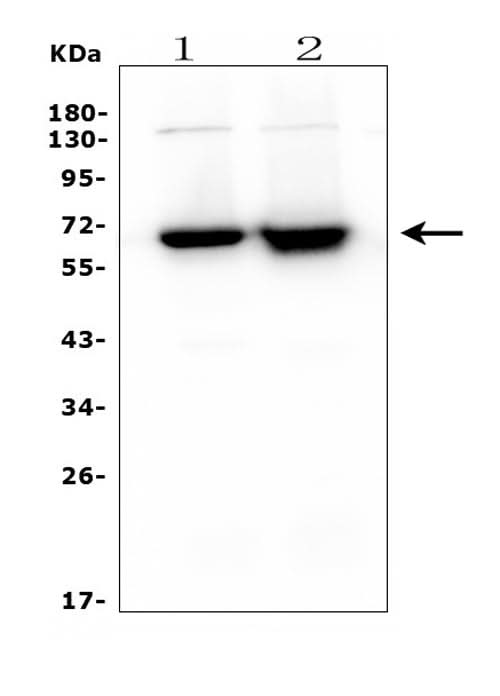 Anti-CD5 Antibody Picoband® (monoclonal, 4E2 Boster Bio