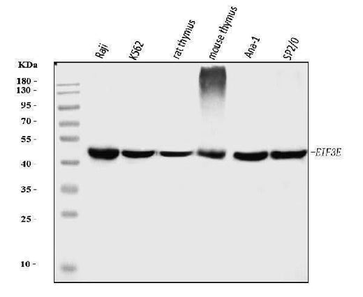 Anti-EIF3e Antibody Picoband® (monoclonal, 10F5H6 Boster Bio