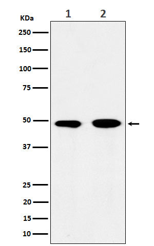 Anti-eIF3e Rabbit Monoclonal Antibody Boster Bio