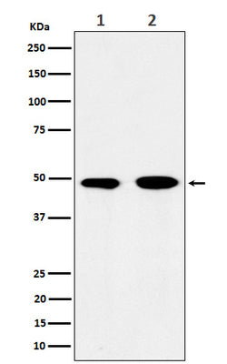 Anti-eIF3e Rabbit Monoclonal Antibody Boster Bio