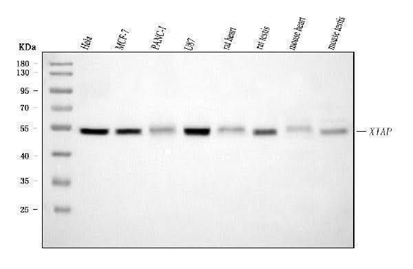 Anti-XIAP Antibody Picoband® (monoclonal, 3G2G1 Boster Bio