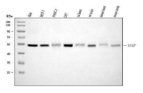 Anti-XIAP Antibody Picoband® (monoclonal, 3G2G1 Boster Bio