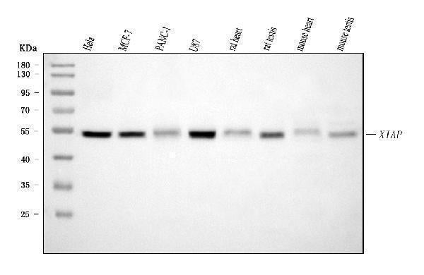 Anti-XIAP Antibody Picoband® (monoclonal, 3G2G1 Boster Bio