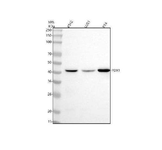 Anti-PDX1/Ipf1 Rabbit Monoclonal Antibody Boster Bio