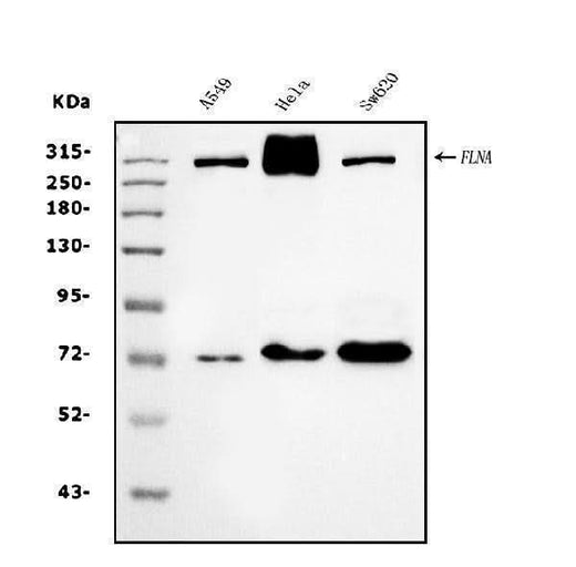 Anti-Filamin A/FLNA Antibody Picoband® (monoclonal, 3F8 Boster Bio
