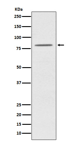 Anti-OPA1 Monoclonal Antibody Boster Bio