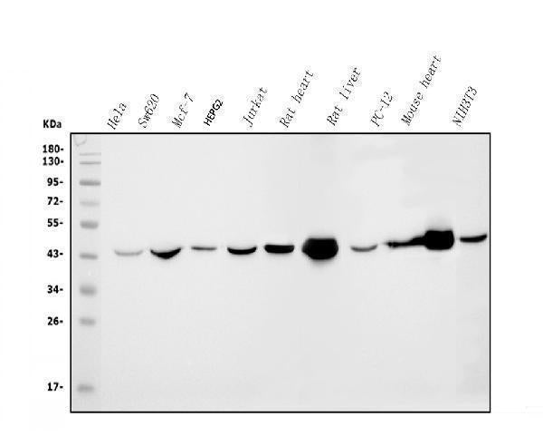 Anti-IDH2 Antibody Picoband® (monoclonal, 2D4 Boster Bio