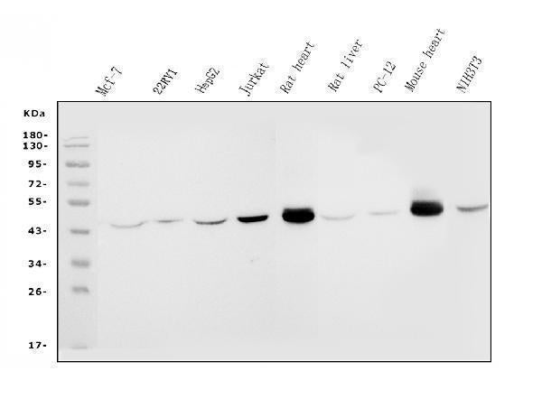 Anti-IDH2 Antibody Picoband® (monoclonal, 2H4 Boster Bio