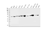 Anti-IDH2 Antibody Picoband® (monoclonal, 6B13 Boster Bio