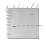 Anti-CDK5 Rabbit Monoclonal Antibody Boster Bio