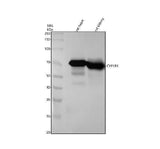 Anti-CYP1B1 Rabbit Monoclonal Antibody Boster Bio