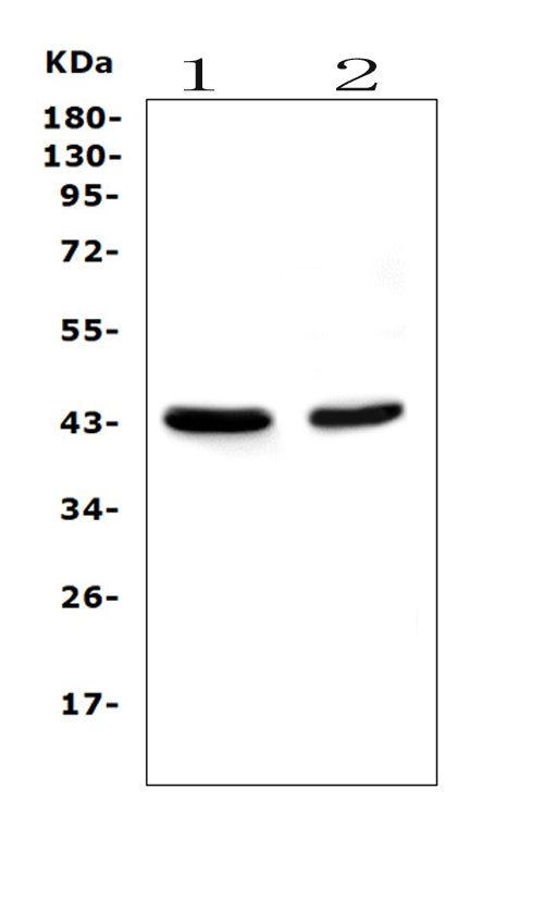 Anti-PON1 Antibody Picoband® (monoclonal, 6B1 Boster Bio