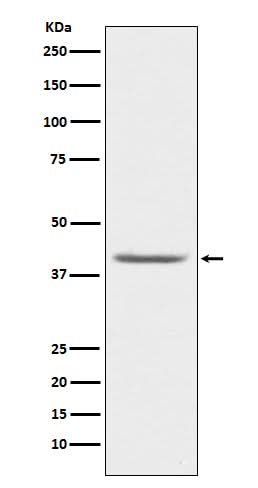 Anti-PON1 Monoclonal Antibody Boster Bio
