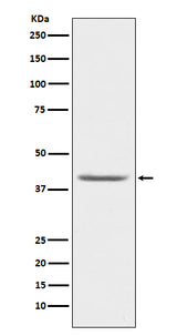 Anti-PON1 Monoclonal Antibody Boster Bio