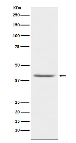 Anti-PON1 Monoclonal Antibody Boster Bio