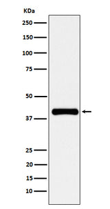 Anti-PON1 Rabbit Monoclonal Antibody Boster Bio