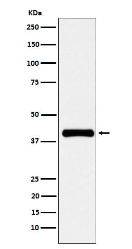 Anti-PON1 Rabbit Monoclonal Antibody Boster Bio