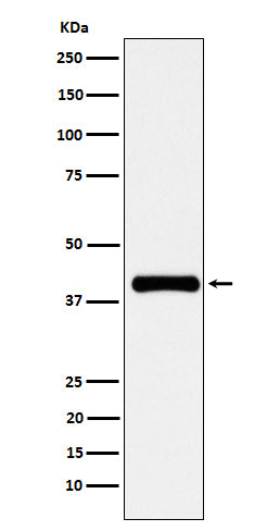 Anti-PON1 Rabbit Monoclonal Antibody Boster Bio