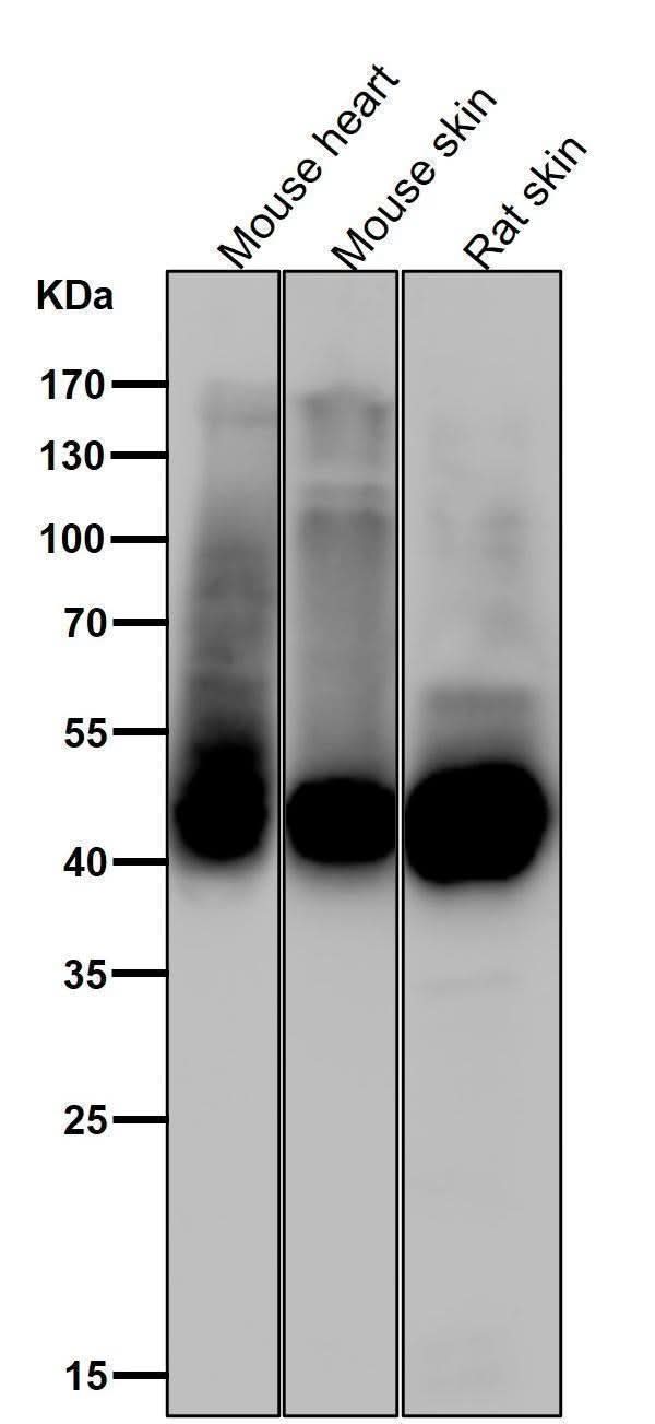Anti-Phospho-GLUT4 (S488) Rabbit Monoclonal Antibody Boster Bio