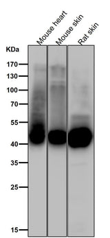 Anti-Phospho-GLUT4 (S488) Rabbit Monoclonal Antibody Boster Bio