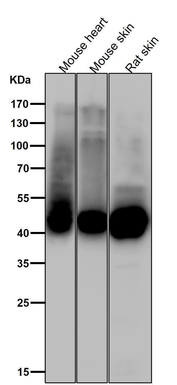 Anti-Phospho-GLUT4 (S488) Rabbit Monoclonal Antibody Boster Bio